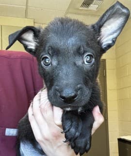 Sees, a Labrador Retriever (mix breed), available for adoption