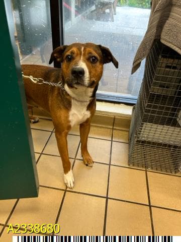 Tulip, a Hound (mix breed), available for adoption