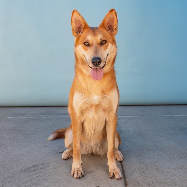 Ginger, a German Shepherd, available for adoption