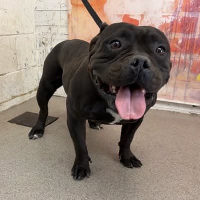 Janice, a Pit Bull Terrier, available for adoption