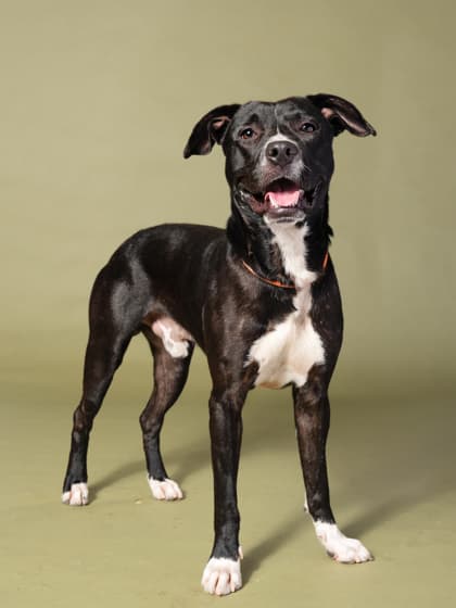 Thimble Watson4, a Black Labrador Retriever, available for adoption