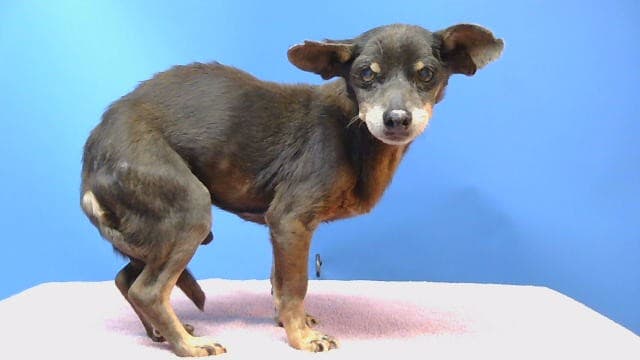 Woody, a Chihuahua, available for adoption