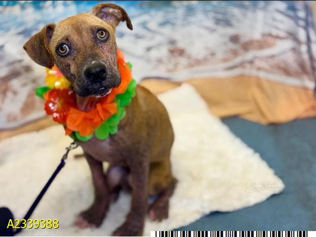 Adonis, a Hound (mix breed), available for adoption