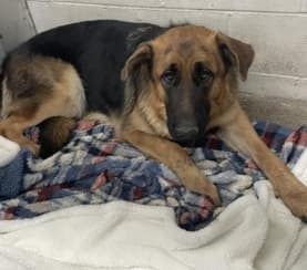 Millie, a German Shepherd, available for adoption