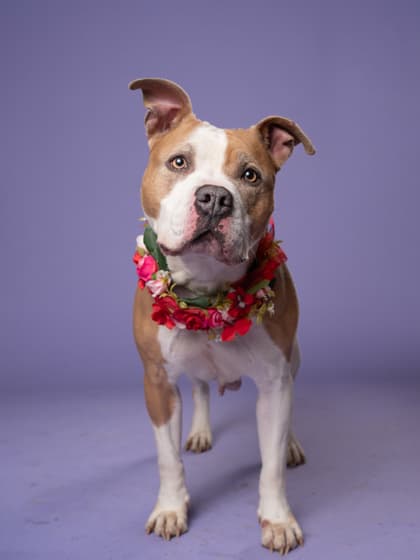 Victoria5, a Terrier, available for adoption