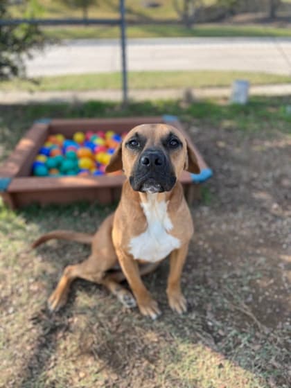 Marley, a Boxer, available for adoption