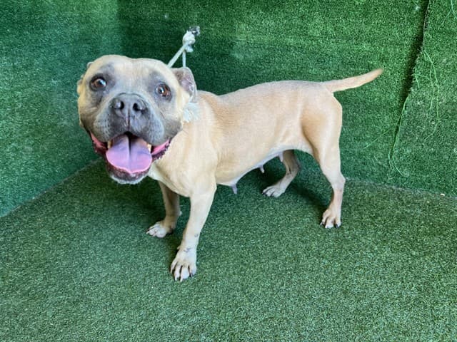 Buttercup, a Pit Bull Terrier, available for adoption