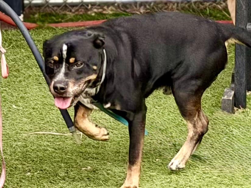 Tiberio, a Rottweiler, available for adoption