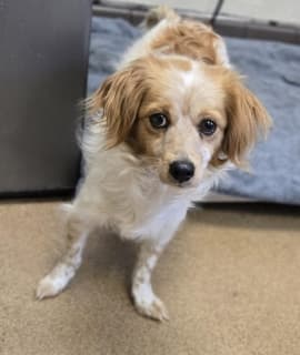 Saphire, a Spaniel (mix breed), available for adoption