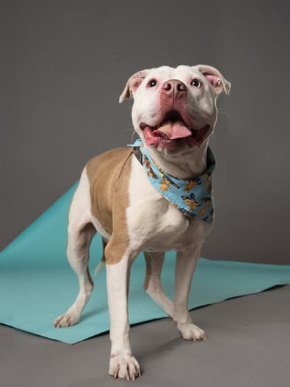 Scrimshaw4, a Pit Bull Terrier, available for adoption