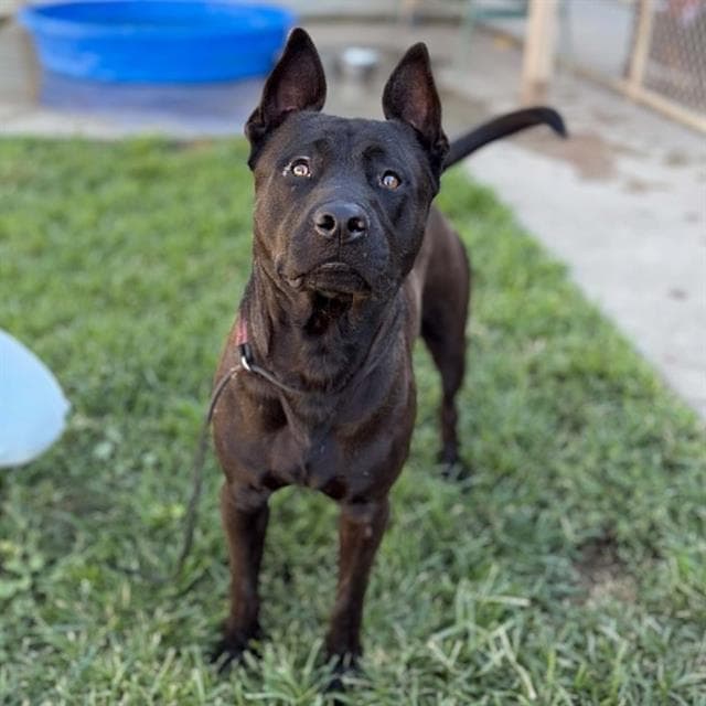 Bonzai, a Pit Bull Terrier, available for adoption