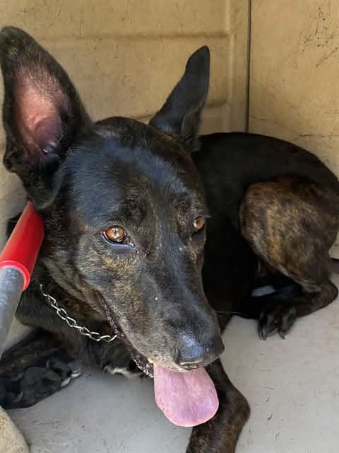 A477242, a German Shepherd, available for adoption