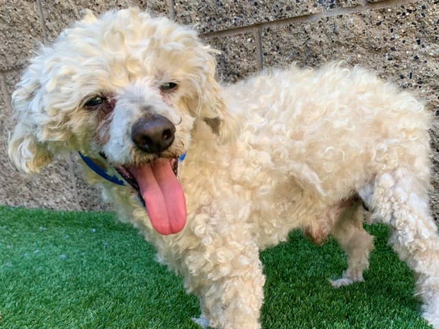 Max, a Poodle (mix breed), available for adoption