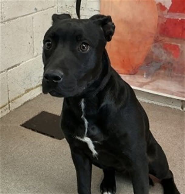 Baloo, a Labrador Retriever, available for adoption
