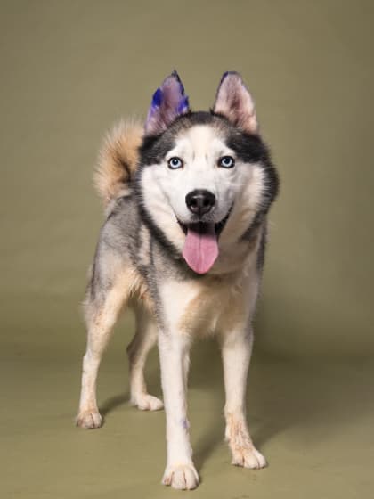 Ibsen Icarus, a American Eskimo, available for adoption