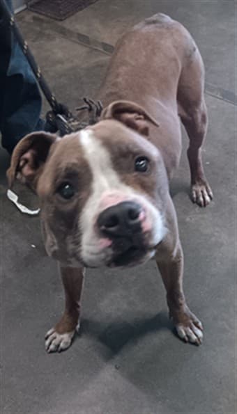 Abraxis, a Pit Bull Terrier, available for adoption