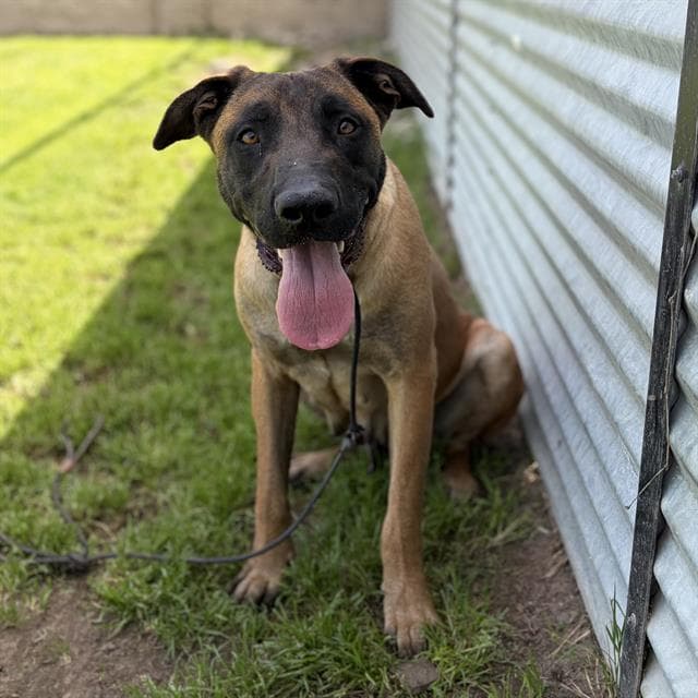 Heidi, a Belgian Shepherd Malinois, available for adoption