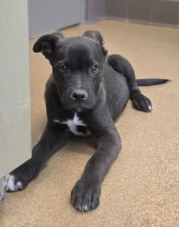 Tiger, a Labrador Retriever (mix breed), available for adoption