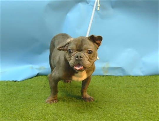 Otis, a French Bulldog, available for adoption