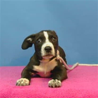 A5789385, a Pit Bull Terrier, available for adoption