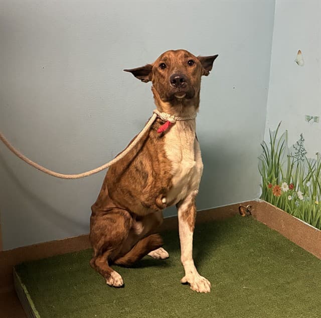 Chip, a German Shepherd, available for adoption