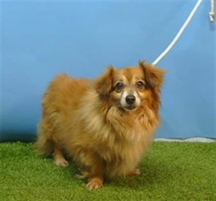 A5789705, a Pomeranian, available for adoption