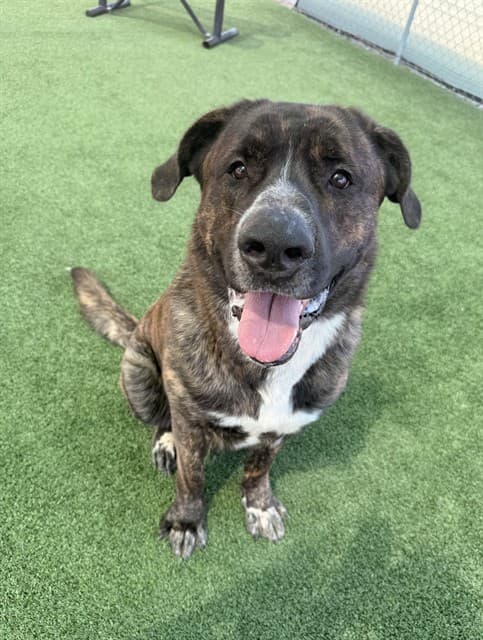 Teddy Bear, a Cane Corso Mastiff, available for adoption