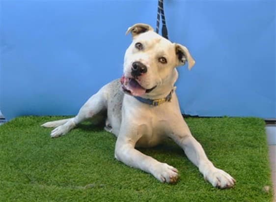 Thunder, a Pit Bull Terrier, available for adoption