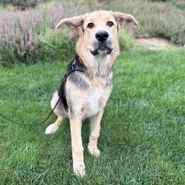 George, a German Shepherd, available for adoption