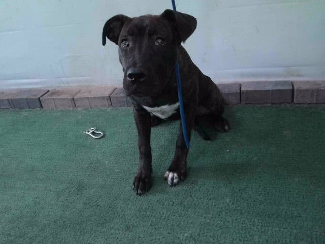 April, a Pit Bull Terrier, available for adoption