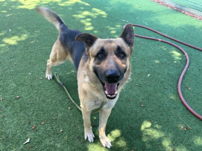 Maverick, a German Shepherd, available for adoption