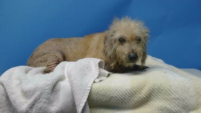 Apple, a Terrier, available for adoption