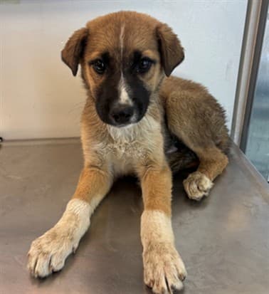 Romulus, a German Shepherd, available for adoption