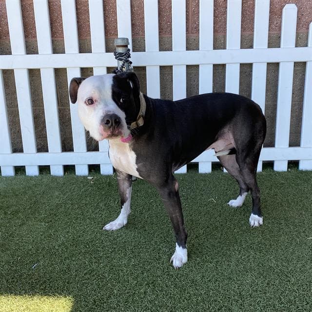 Mookie, a Pit Bull Terrier, available for adoption