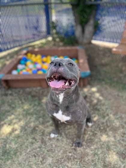 Bart, a Pit Bull Terrier, available for adoption