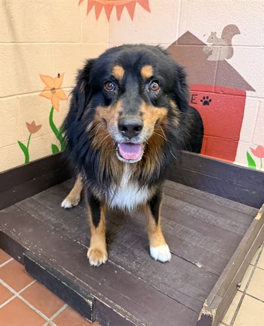 Koa, a Australian Shepherd, available for adoption