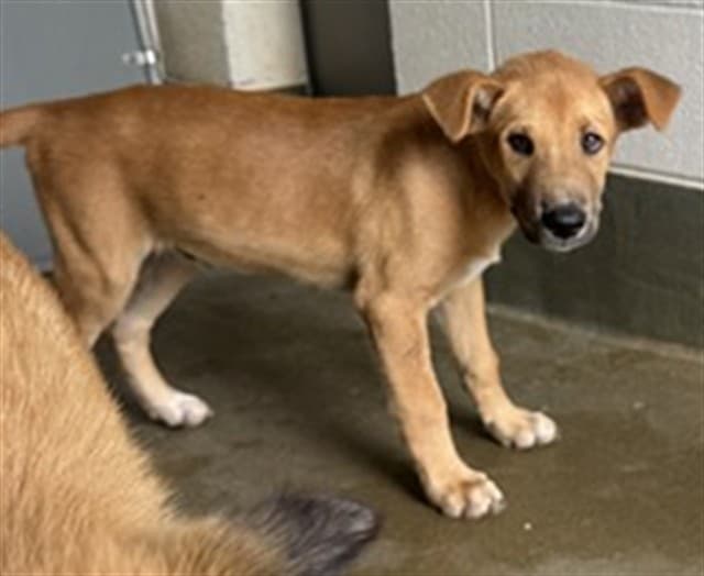 A034586, a Retriever, available for adoption