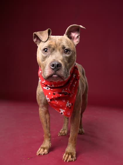 Daffy, a Pit Bull Terrier, available for adoption