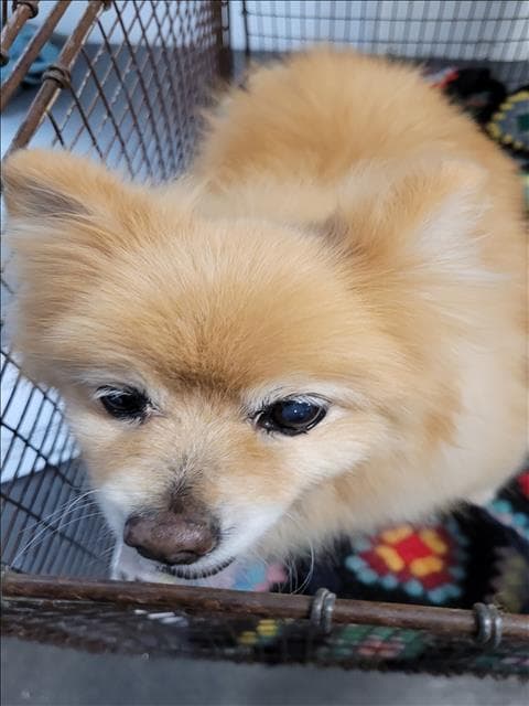 Milla, a Pomeranian, available for adoption