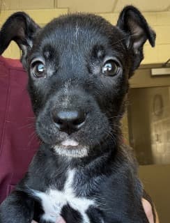 Nestle, a Labrador Retriever (mix breed), available for adoption