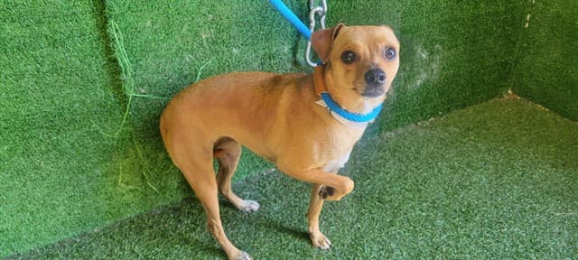 Marley, a Chihuahua, available for adoption