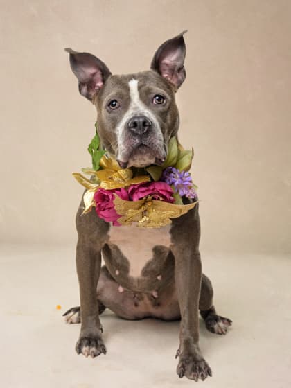 Anastasia7, a Pit Bull Terrier, available for adoption