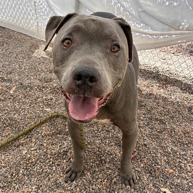 Coco, a Pit Bull Terrier, available for adoption