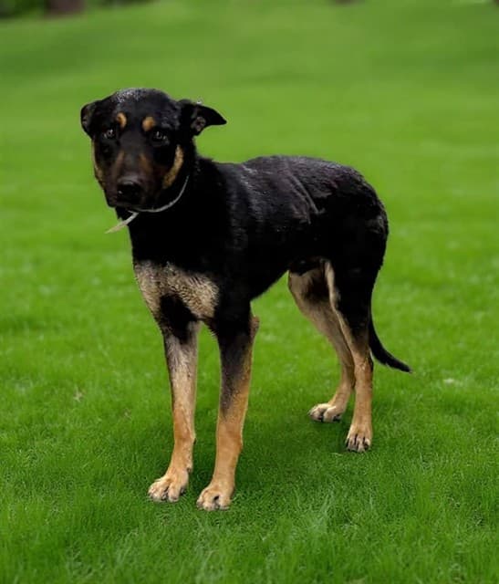 Ratchet, a German Shepherd, available for adoption