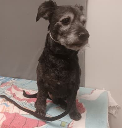 Dad, a Terrier, available for adoption