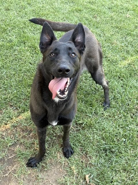 Marlene, a German Shepherd (mix breed), available for adoption