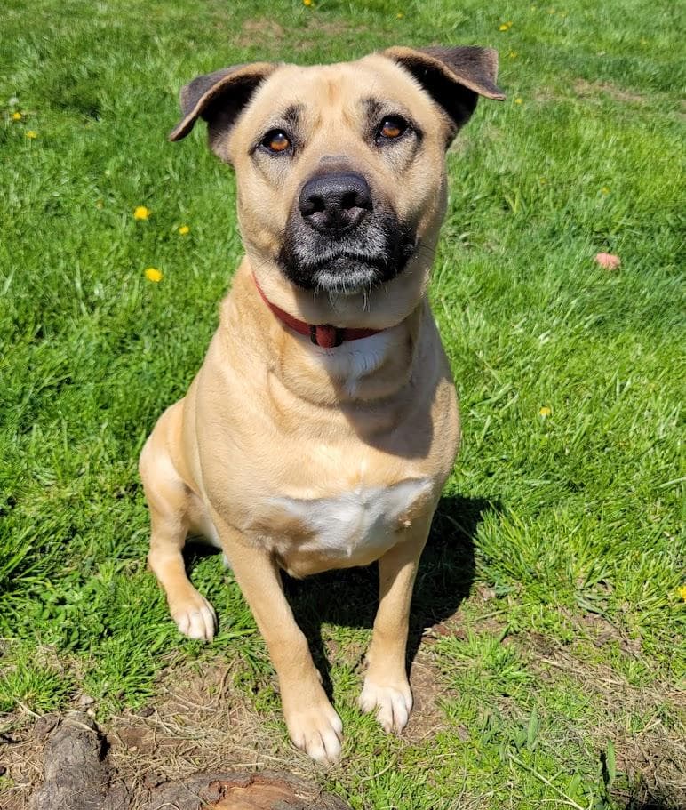 Deja, a Black Mouth Cur (mix breed), available for adoption