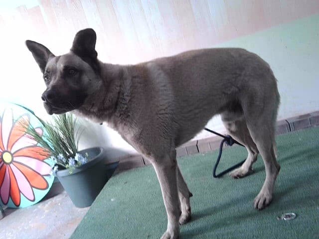 Yoda, a German Shepherd, available for adoption