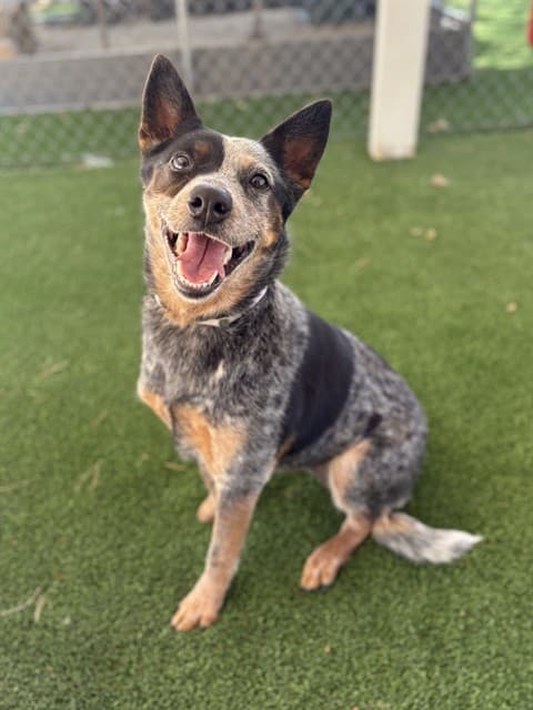 Roo, a Australian Cattle Dog/Blue Heeler, available for adoption