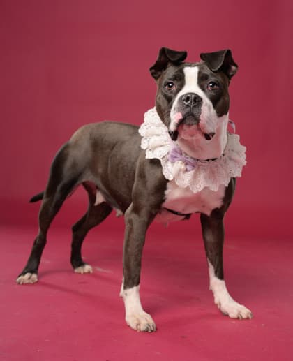 Maepole, a Terrier, available for adoption